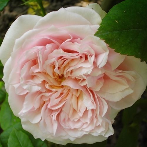 Gärtnerei - Rosa Auslight - rosa - englische rosen - stark duftend - David Austin - Ihre formschönen, blass rosa Blüten machen sich gut in Gesellschaft von Blumen mit grellen Farben.